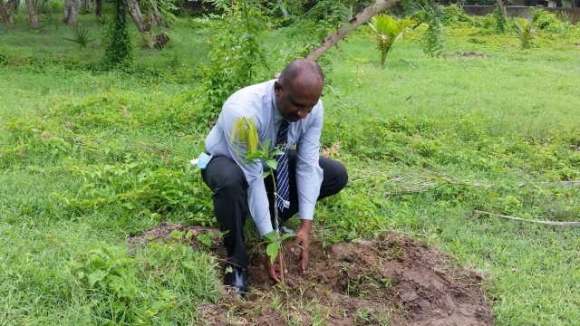 Tree Plantation at GA Bungalow
